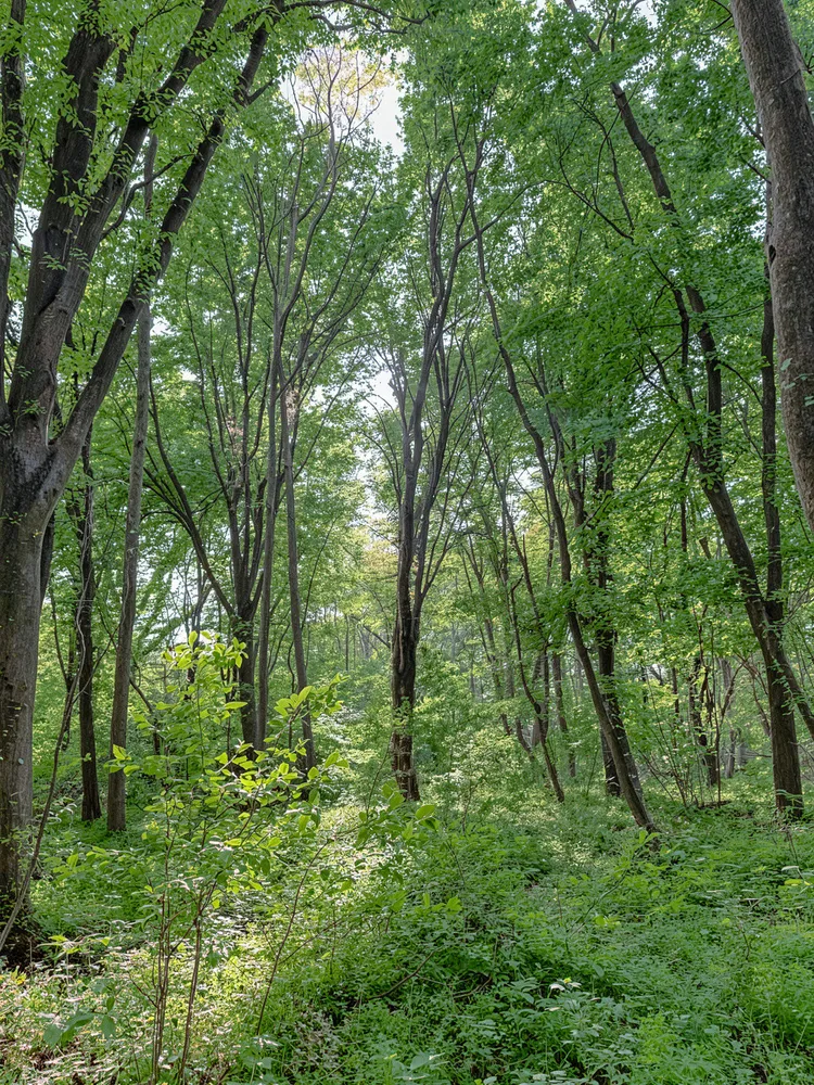 Самурский лес