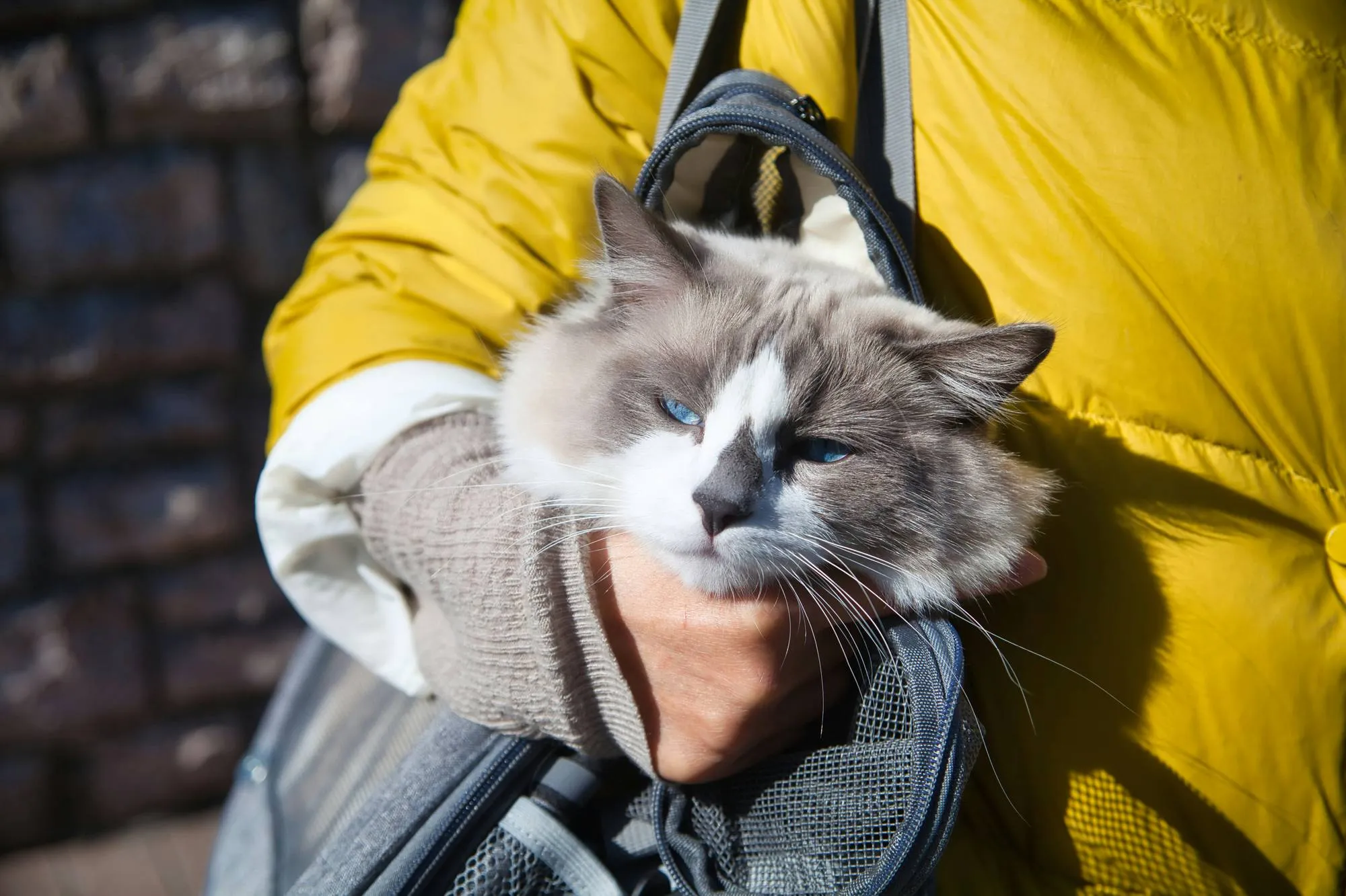 Голубоглазый кот в рюкзаке-переноске для перевозки кошек в самолете