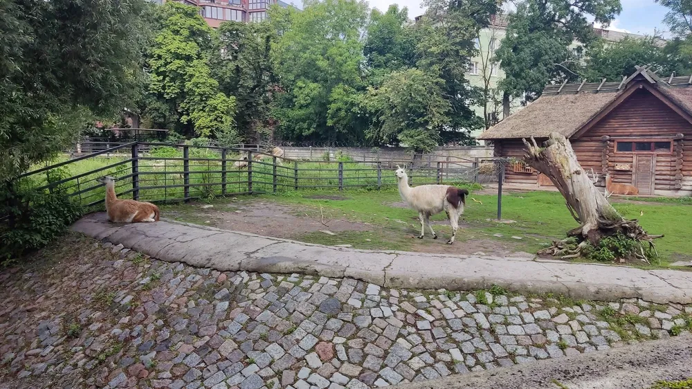 Ламы в открытом вольере Калининградского зоопарка