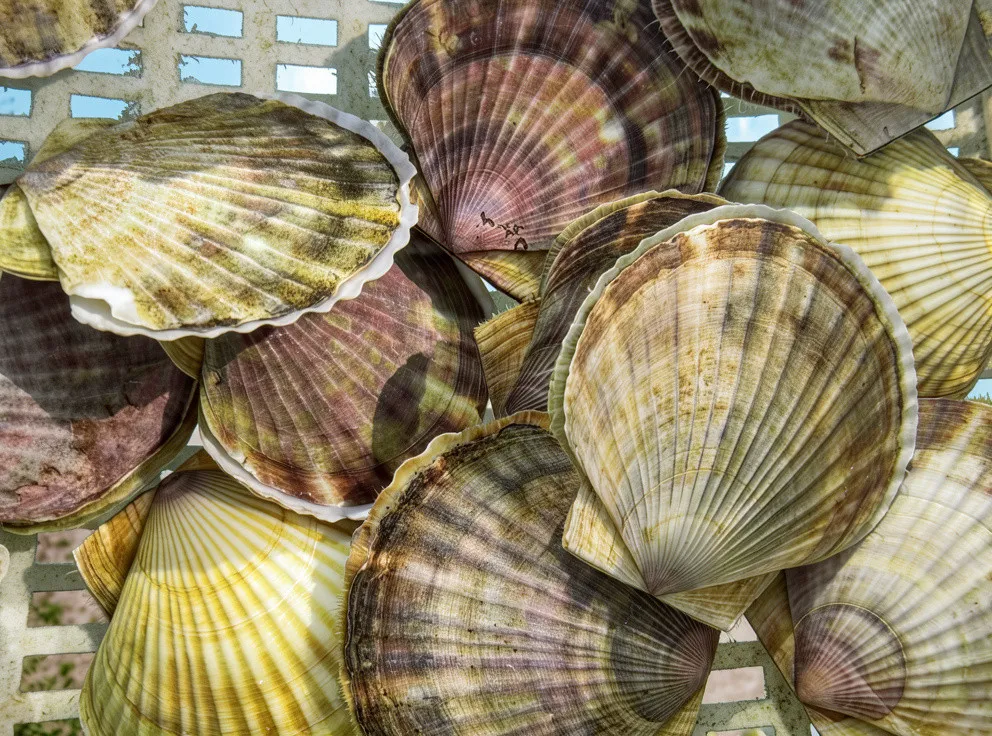 Мореферма и отдых у моря на острове Русский