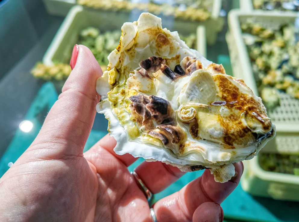 Мореферма и отдых у моря на острове Русский