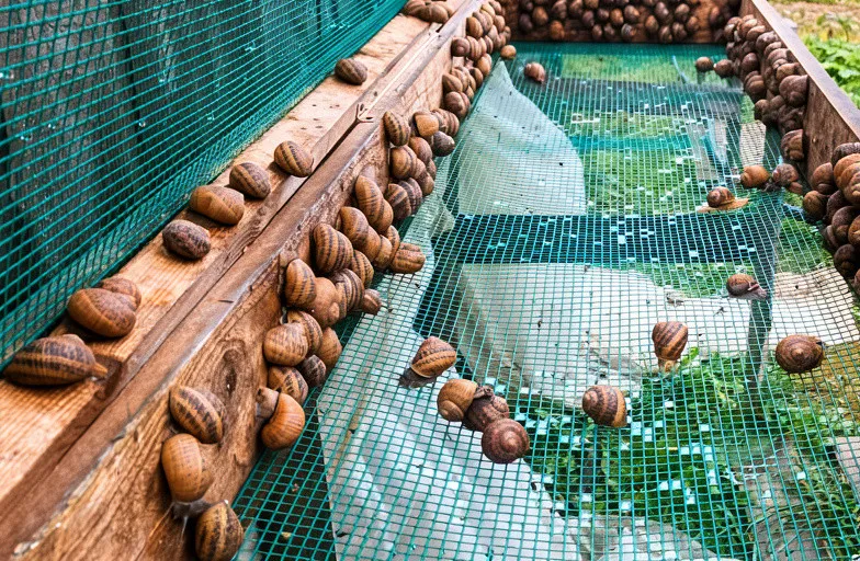 Гастрономическая экскурсия «Улитки не за горами»