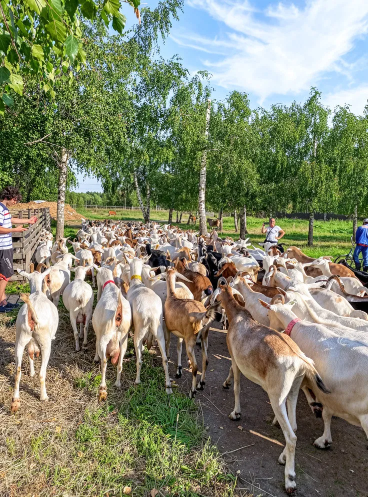 Экскурсия на экоферму «КОЗАНОСТРА» с дегустацией сыров