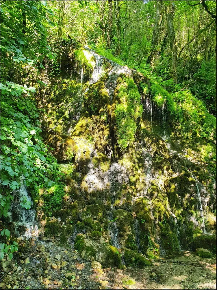 Самшитовая роща