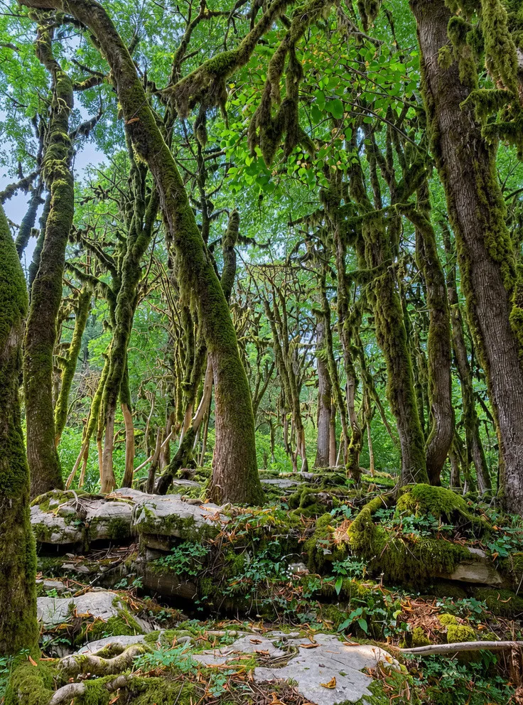 Самшитовая роща