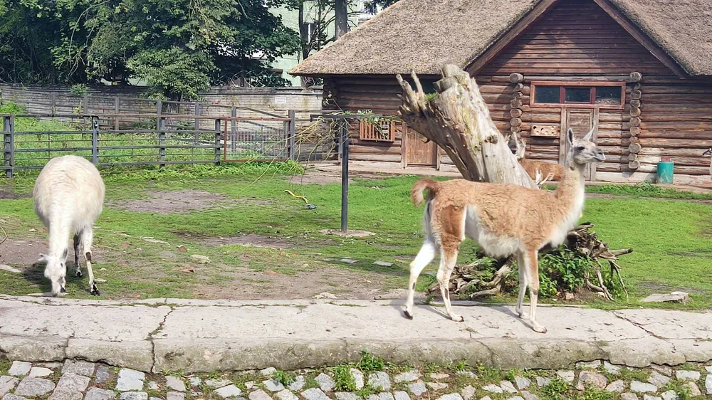 Ламы и гуанако в вольере Калининградского зоопарка