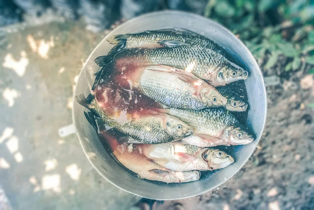 Свежепойманная речная рыба 
