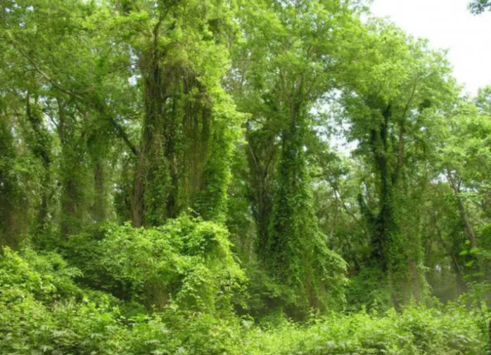 Древний Платан (800 лет)