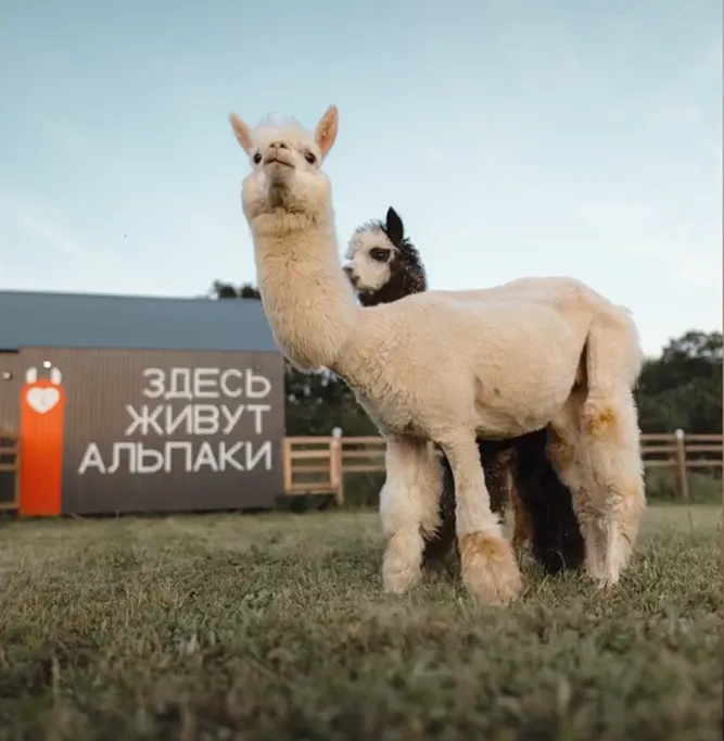 Ферма Приморских Альпак