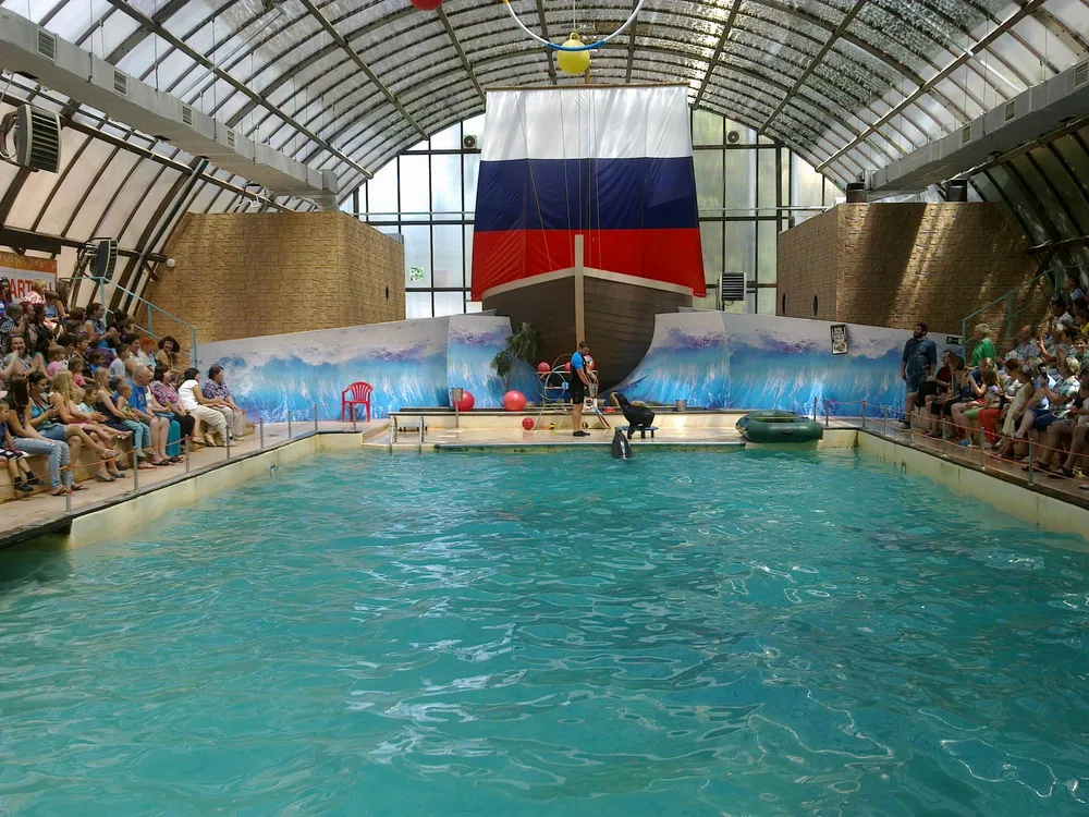 Выступление морского котика у бассейна в дельфинарии парка Сказка в Ростове-на-Дону