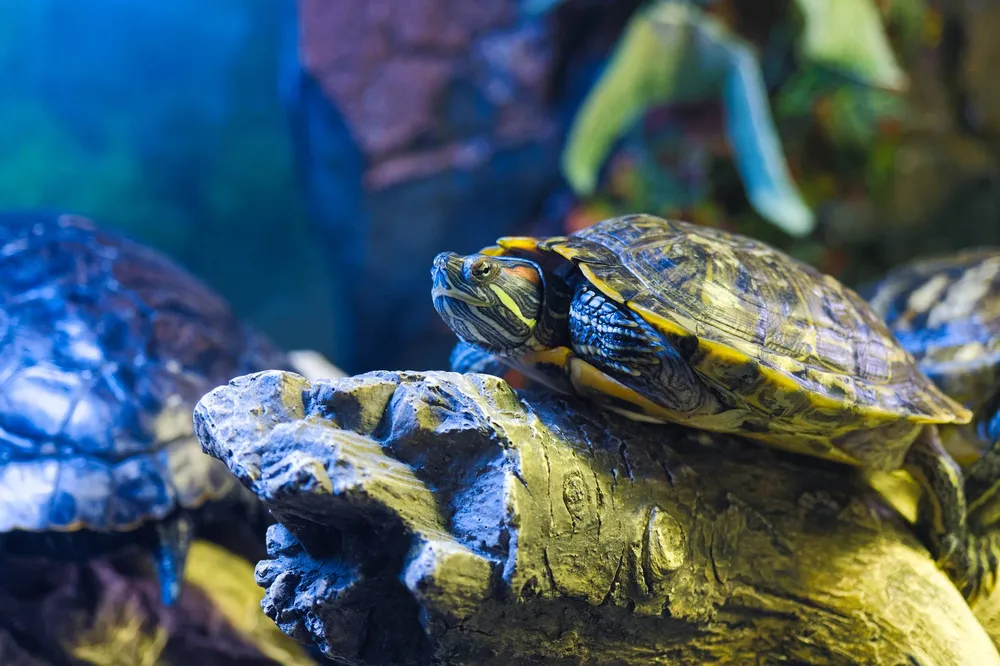 Красноухая черепаха на бревне в Sochi Discovery World Aquarium