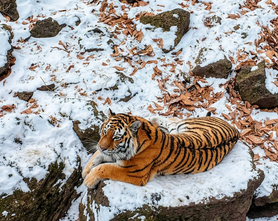 Тур «С новым годом, кошка!»