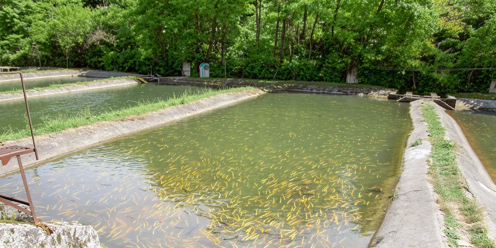 Мистика, гастрономия, SPA